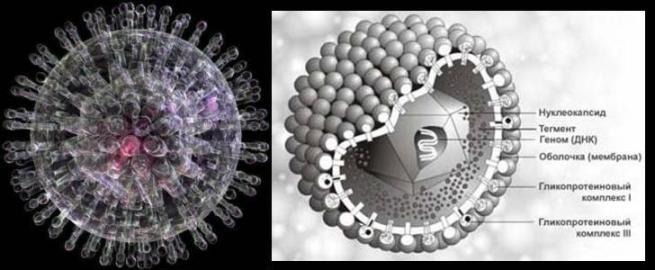 Вирус герпеса 2. Вирус простого герпеса 1. Вирус простого герпеса 1 и 2 типа. Вирус простого герпеса 1 типа.