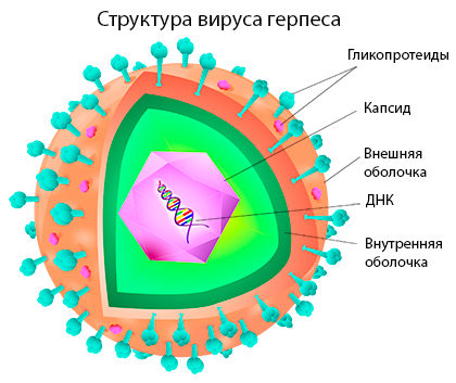 Генитальный герпес признаки фото