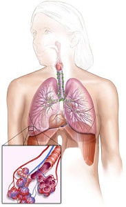 органов дыхания
