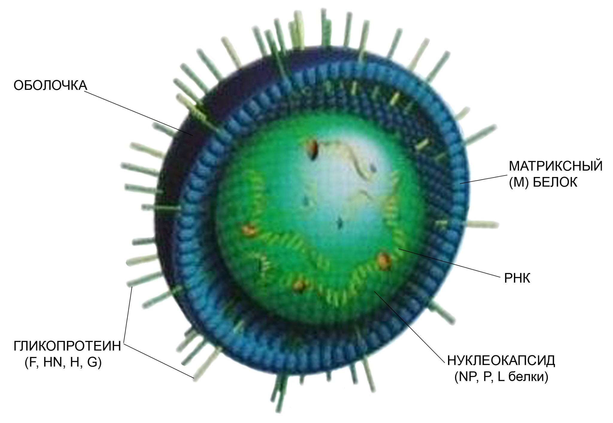 Вирус возбудителя кори. Корь строение вируса. Вирус кори возбудитель. РНК-вирус рода морбилливирусов семейства парамиксовирусов. Строение вириона вируса кори.