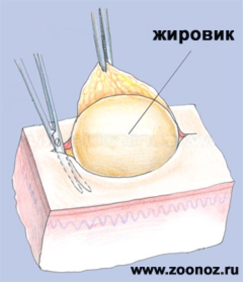 Фото большая крайняя плоть